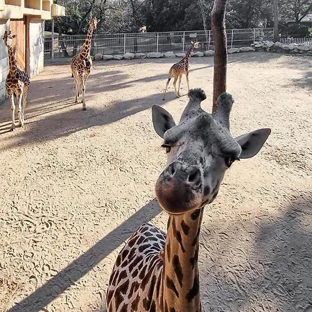 Stunning In With Wifi * Royan