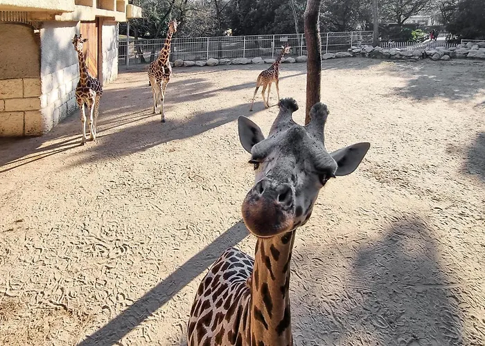 Stunning In With Wifi * Royan